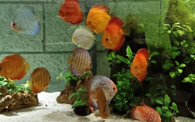 Izlet u Aquarium Pula